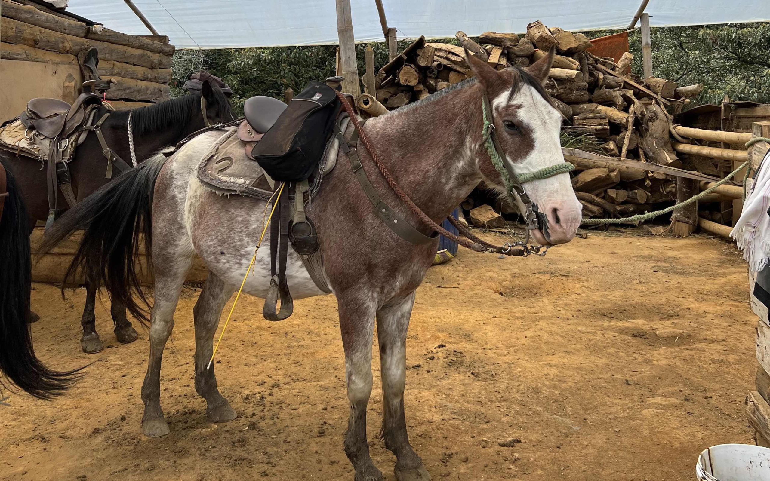 How to Prepare for Your Horseback Riding Tour 

