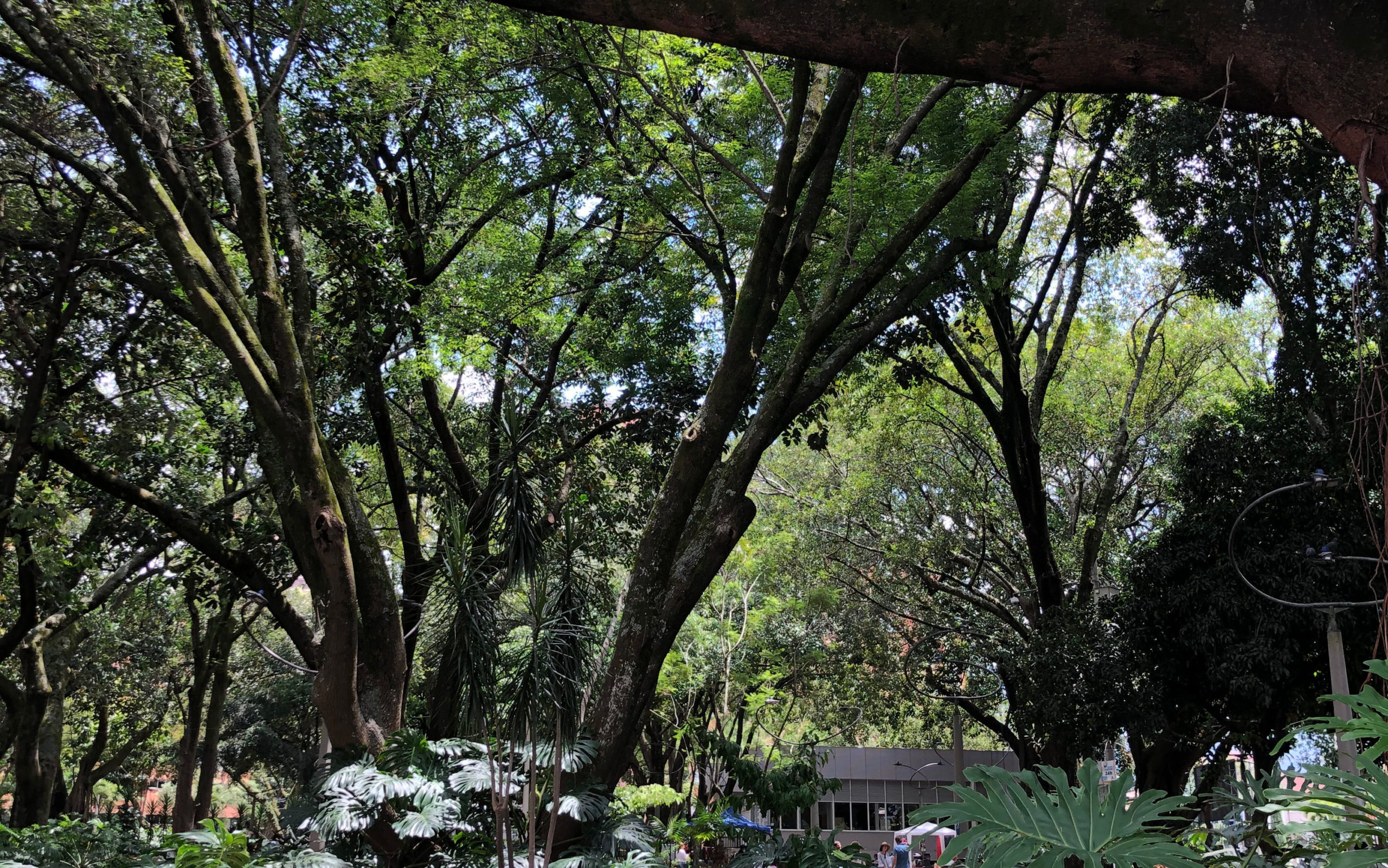 Laureles Park