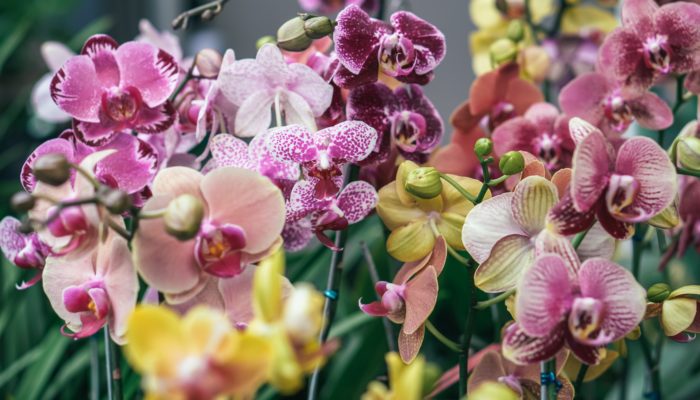 All About Colombian Orchids