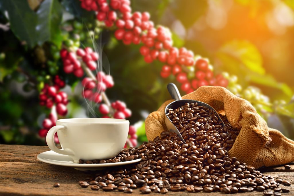 From Finca to Flat White: The Best Coffee Farm Tour in Medellín