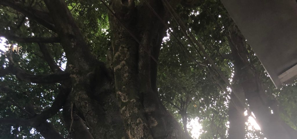 Parque de La Presidenta
