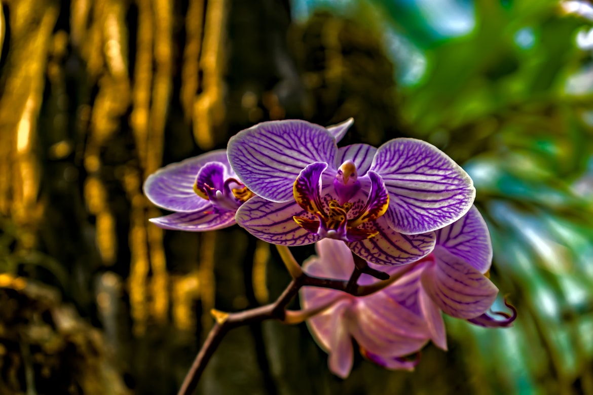 Purple Orchids
