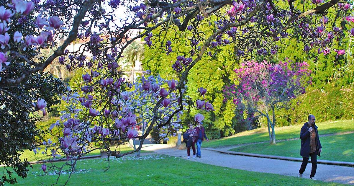 couples walking in the park