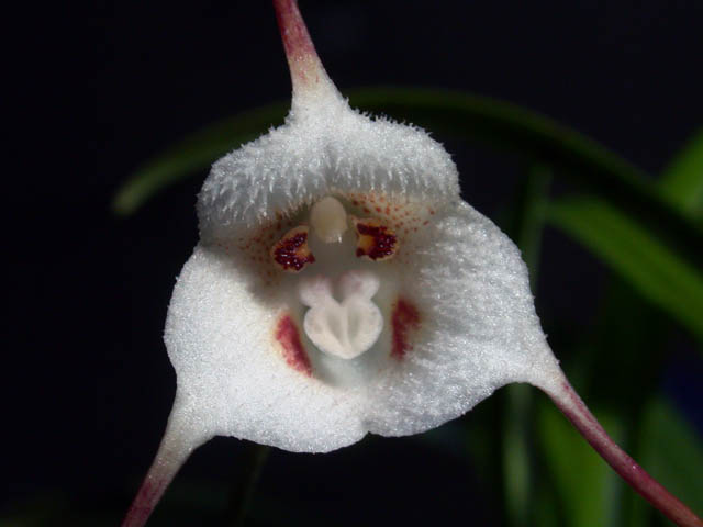 Dracula Orchids
