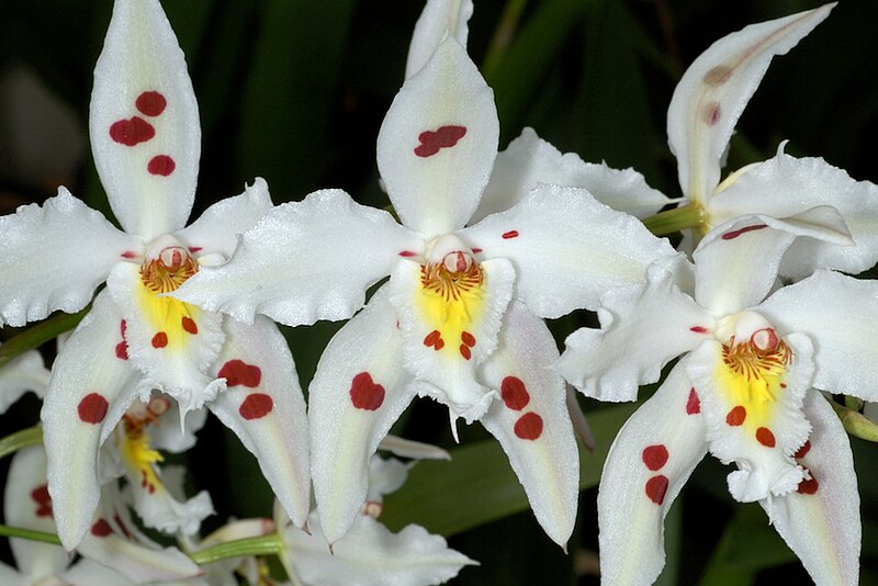 White Orchids Odontoglossum
