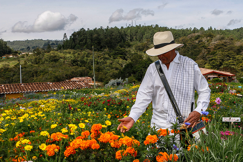 corrigimientos medellin flower festival 2022