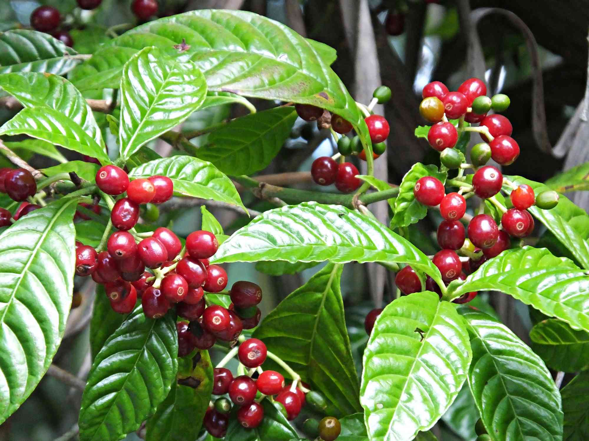 Varieties and Regions for Coffee Growth in Colombia
